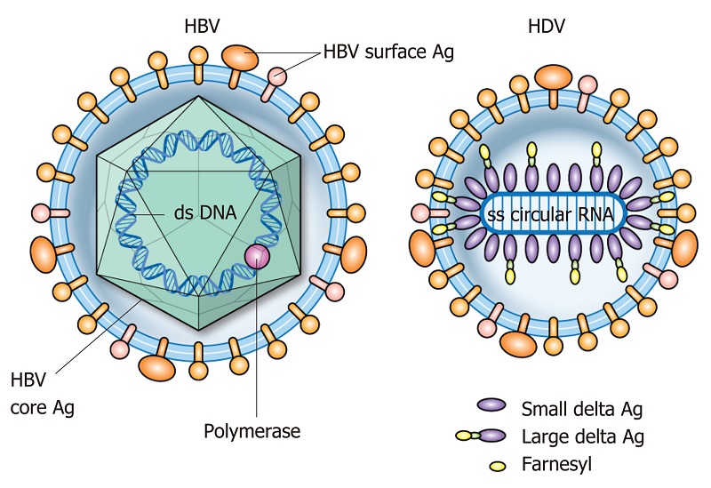 Cấu trúc virus HBV và HDV